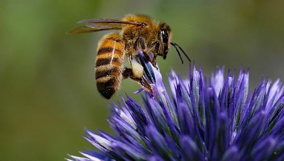 En el mundo de las abejas, una especie de cada seis ya ha desaparecido. (Getty)
