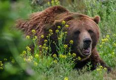 Anciano emplea legendaria técnica para sobrevivir al ataque de un oso feroz