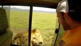 Abre ventana de auto para acariciar a león y termina pasando el 'susto de su vida'