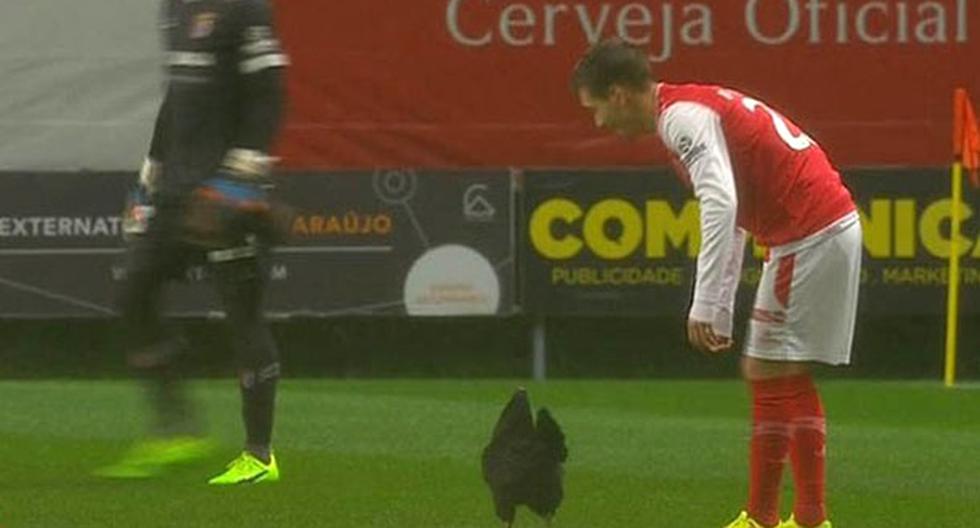 Una gallina en el fútbol portugués. (Video: YouTube)