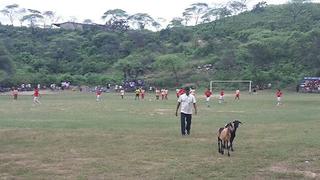 Copa Perú: chivos invaden campo de juego en pleno partido