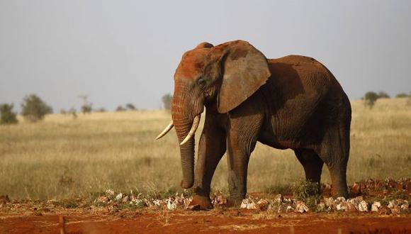 ¿Por qué existen pocos casos de cáncer en elefantes?
