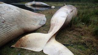 ¿Por qué aparecieron más de 300 ballenas muertas en Chile?
