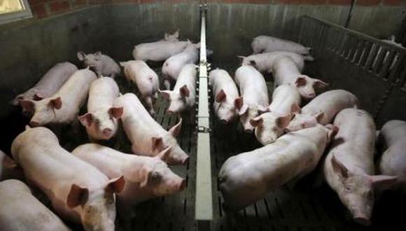 Nacen primeros cerdos transgénicos resistentes a enfermedades