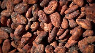 Exportación peruana de cacao crecería más de 8% este año