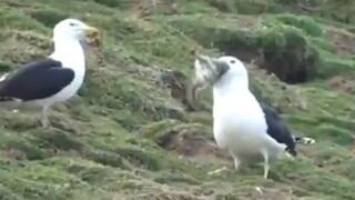 El espectacular instante en que una gaviota devora a un conejo de un solo bocado