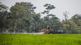 Bosques caídos: ¿Cuál es el impacto de una colonia menonita en la Amazonía del Perú? | Reportaje fotográfico