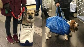 Perros en maletas, la curiosa tendencia de algunos pasajeros del metro de Nueva York