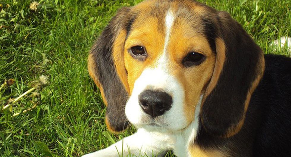 Los beagles son perros muy amables. (Foto: Pixabay)