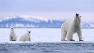 FOTOS: la vida en la cuerda floja de los osos polares