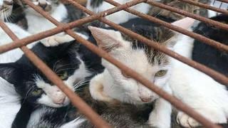 China: Policía rescata a 150 gatos capturados para consumo humano