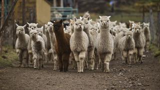 Huancavelica: Más de 6 mil familias criadoras de alpacas con graves problemas económicos por cuarentena