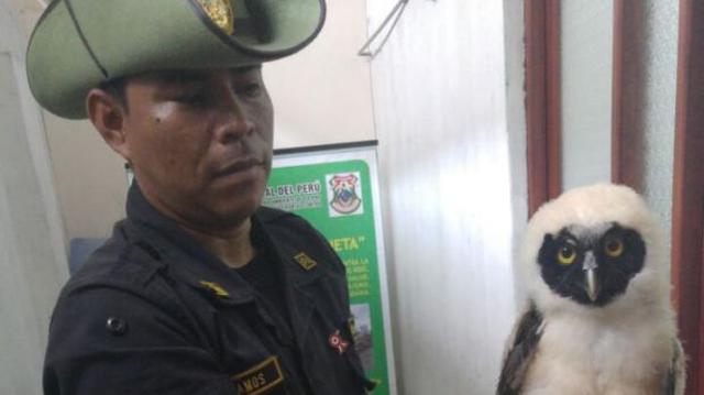 Iquitos: sujeto intentaba vender búho en peligro de extinción - 1