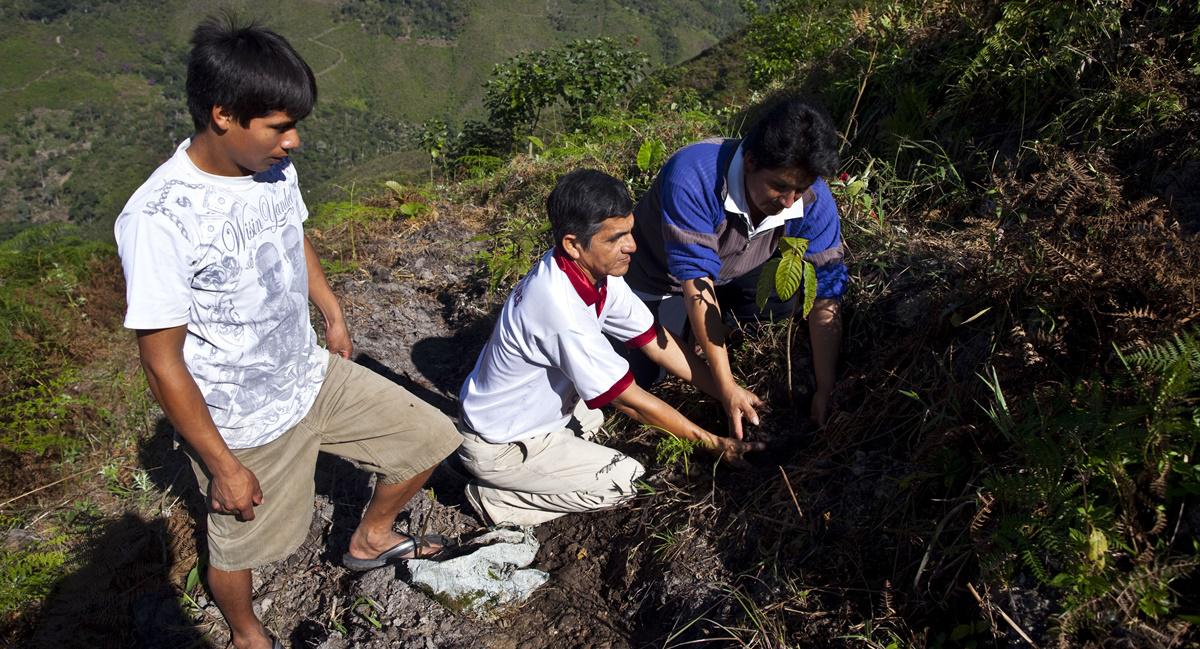 Un grupo de jóvenes realizan el sembrado del árbol de la quina en la localidad de Cascarilla, Jaén. El Instituto Nacional de Investigación de la Expedición Científica “Por la ruta del árbol de la quina”, espera que puedan sembrarse unos 30 mil árboles en todo el país antes del 28 de julio del 2021.  (Foto: Sebastián Castañeda)