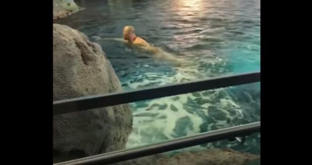 Un canadiense saltó la barrera de seguridad y nadó desnudo en el acuario de Toronto, Canadá, en compañía de voraces escualos. Video se viralizó en YouTube.