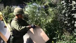 Hallan matas de marihuana en importante autopista cerca a Ciudad de México