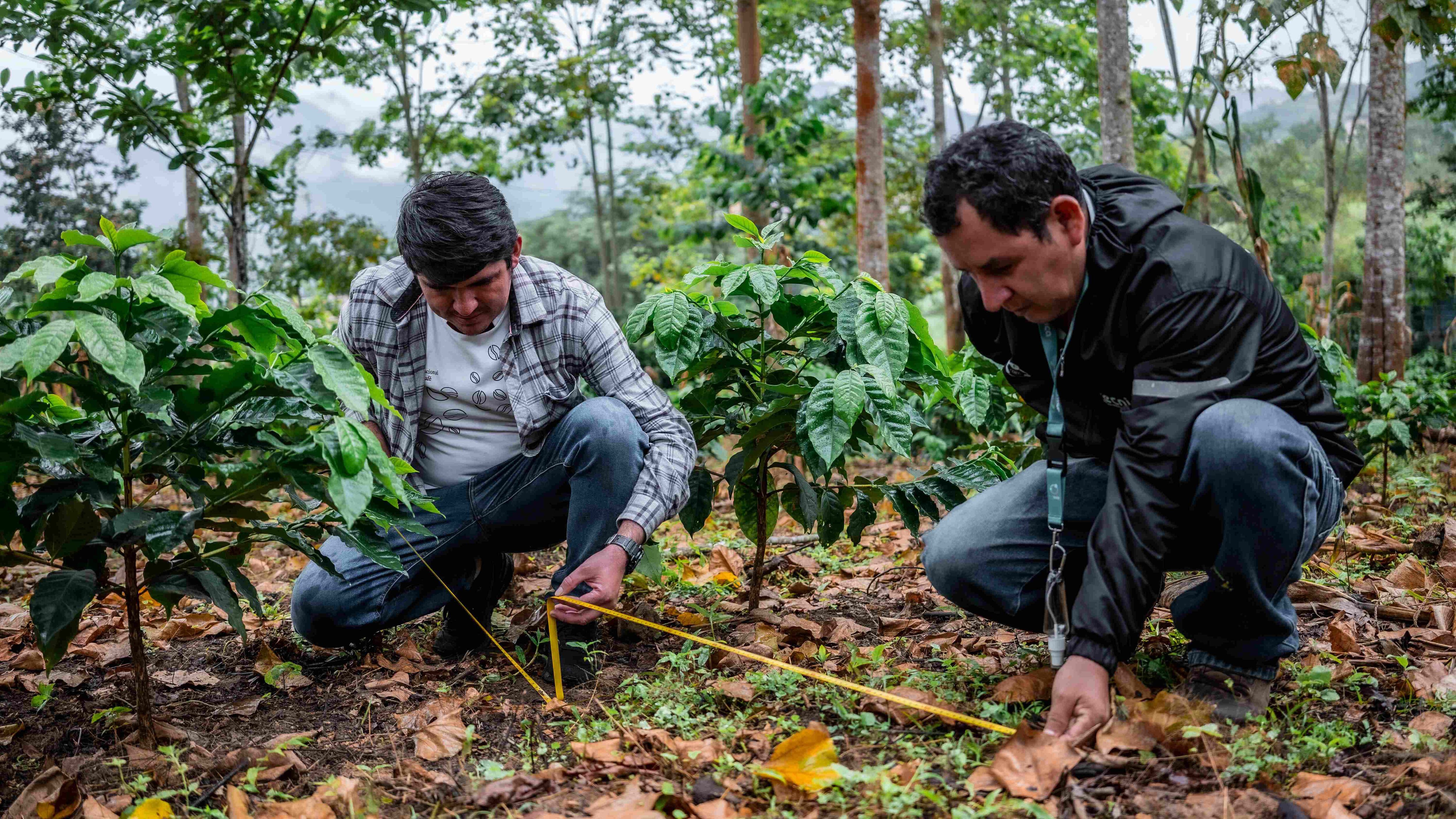 El cultivo de café requiere asistencia técnica y prácticas climáticamente inteligentes que eviten la deforestación. (Foto: Rikolto/Red Técnica del Norte)