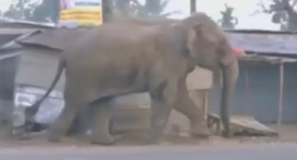 Elefante salvaje sembró el pánico en una ciudad de la India. (Foto: Captura YouTube)
