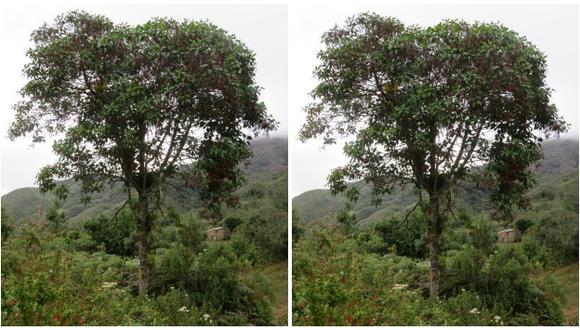 El árbol de la quina que destaca, principalmente, por sus propiedades medicinales al cobrar fama mundial por haber un tratamiento eficaz contra la malaria, hoy lucha por sobrevivir. (AFP)