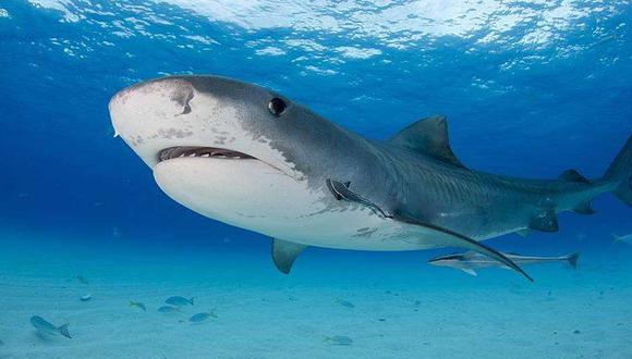 Tiburón Tigre. (Foto: Shutterstock)