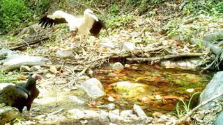 Por primera vez cámaras trampa muestran aves del bosque seco del norte de Perú | VIDEO