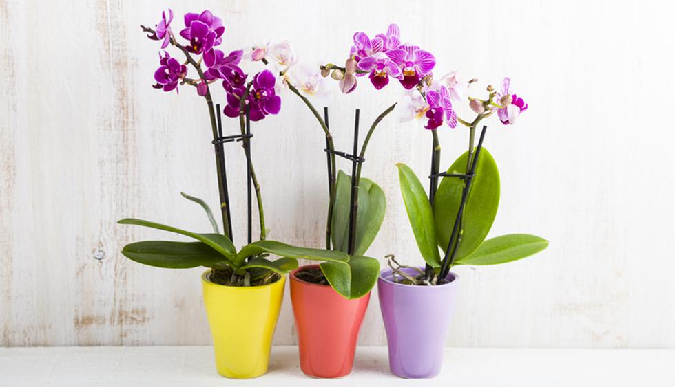 Comedia de enredo expedido morir Conoce los cuidados para que tus orquídeas vivan por mucho tiempo | FOTOS |  CASA-Y-MAS | EL COMERCIO PERÚ