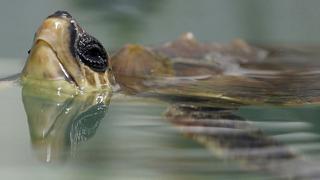Centro francés se dedica a salvar tortugas en peligro