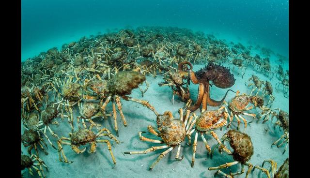 Esta foto de Justin Gilligan (Australia) se llevó el primer lugar en la categoría "Invertebrados".
La imagen muestra a un pulpo escogiendo su cena entre un grupo de cangrejos gigantes en la costa este de Tasmania.