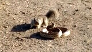 Ardilla atacó a serpiente con el fin de defender su hogar