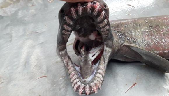 La dentadura del tiburón anguila es su característica más destacada. (Foto: cortesía Marian Torres).