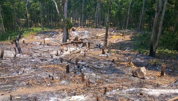 Como en otros lugares de Latinoamérica, muchos de los incendios en la reserva Mico Quemado, Honduras, son provocados. Con el tiempo, el suelo despejado aparece sembrado de granos básicos o palma africana. Foto: Rubén Escobar.