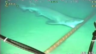 Google protegerá sus cables submarinos de mordidas de tiburones