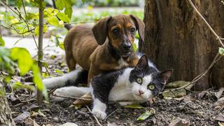 Gato continúa visitando el hogar de su amigo sin saber que este ya falleció