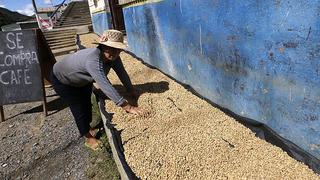 Producción de café peruano se incrementará en 25% este año