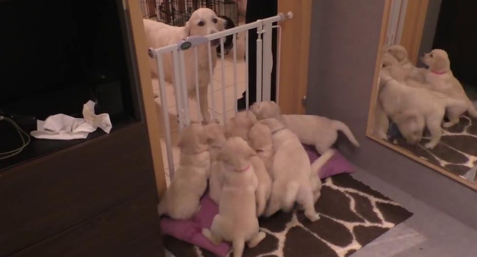 Unos inquietos cachorros aprendieron sobre disciplina por parte de su veterana progenitora. (Foto: Sent From Heaven en YouTube)