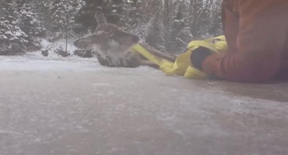 Hombre recibió elogios tras salvar a un ciervo que había caído a un río congelado. (Foto: Captura)