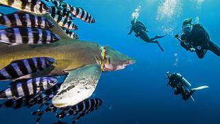 Día Mundial de los Océanos: los esfuerzos de la ciencia y tecnología para salvar los mares 