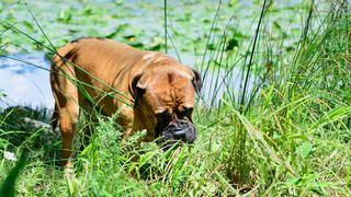 Descubre por qué tu perro suele comer pasto