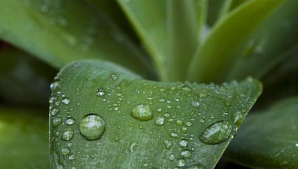 Detectar el aroma a lluvia ha sido objetivo de científicos y perfumistas. (Foto: Science Photo Library)