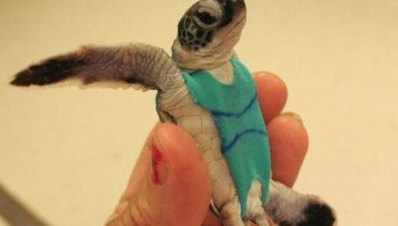 Colocan 'ropa de baño' a tortugas con fines científicos