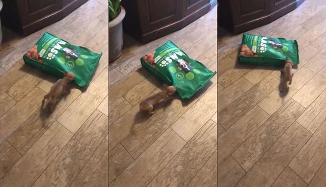 En Facebook se hizo viral el video de una escena muy divertida donde un perro de raza Chihuahua sostiene una ardua lucha queriendo jalar una bolsa de comida con el triple de su peso. Por morder con todas sus fuerzas se hizo popular el clip en las redes sociales. (Foto: Captura)