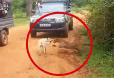 Facebook: cachorro se salva del brutal ataque de un leopardo de manera insólita [VIDEO]