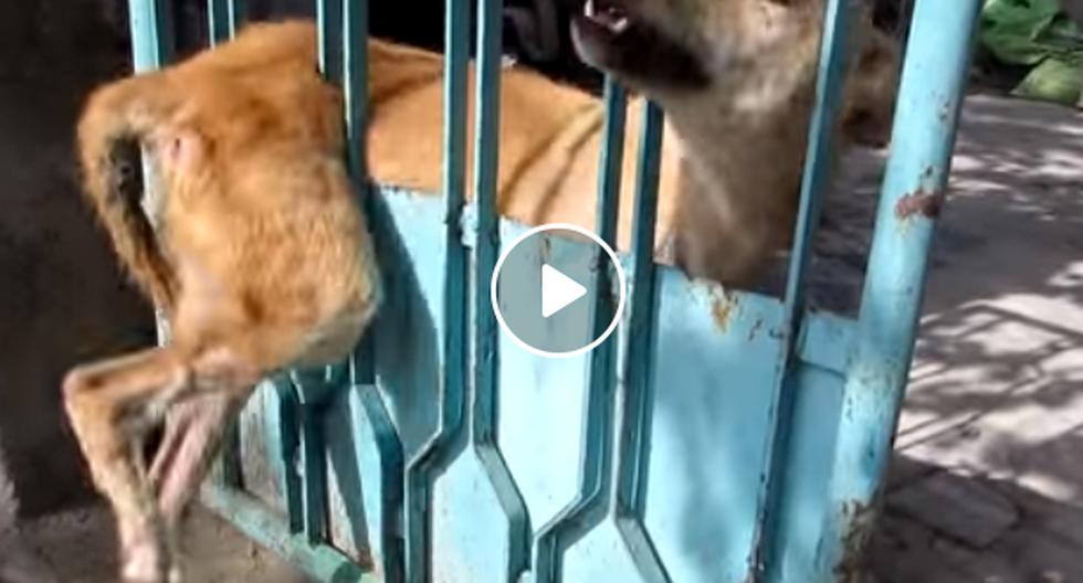 Este video de YouTube del perrito atascado siendo salvado fue realizado por el grupo de rescate de animales abandonados Animal Aid al rescate en la India. (Foto: captura)