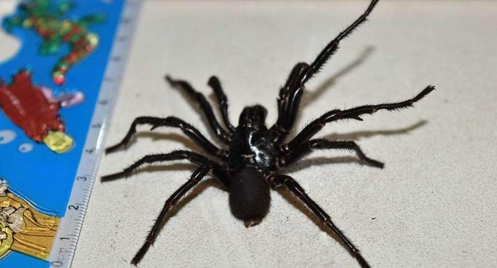 Un video que muestra a un excepcional ejemplar de araña con tela de embudo fue difundido recientemente por el Parque Australiano de Reptiles, informa News7. (Foto: Australian Reptile Park)