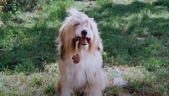 Jack se convirtió en uno de los perros más famosos de la televisión por su participación en "La familia Ingalls" (Foto: NBC)