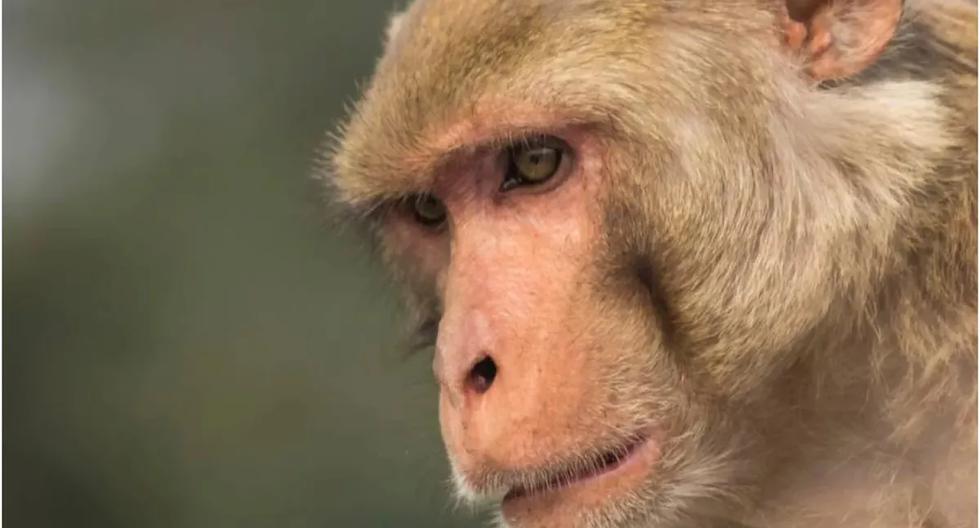 Qué es la viruela del mono, una infección que acaba de aparecer en Europa y Norteamérica. (Reuters).