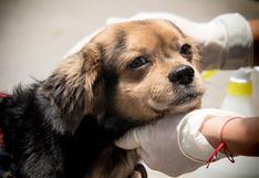 Adoptatón 2022: mascotas rescatadas podrán ser adoptados en Lima este 4 de diciembre
