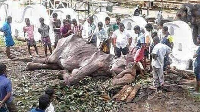 Tikiiri ya no puede pararse: Salud de la elefanta explotada en Sri Lanka se complica. Foto: Facebook/ Save Elephant Foundation