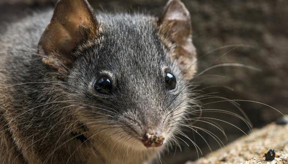 Los científicos temen ahora que este marsupial no sobreviva a causa del cambio climático o de predadores no autóctonos, como los gatos. Esta foto del Museo de Queensland muestra un antechinus de cabeza plateada en el Parque Nacional Kroombit Tops en el centro de Queensland. (Gary CRANITCH / QUEENSLAND MUSEUM / AFP)