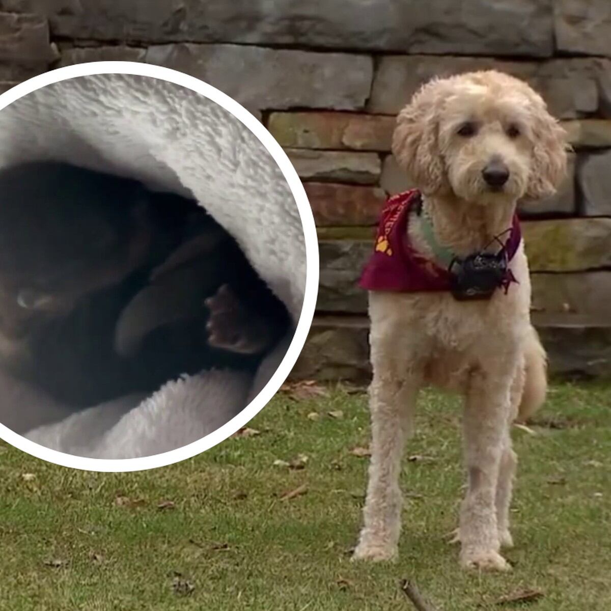Perro de tres patas salvó a una nutria bebé de morir ahogada en río de  Minnesota 